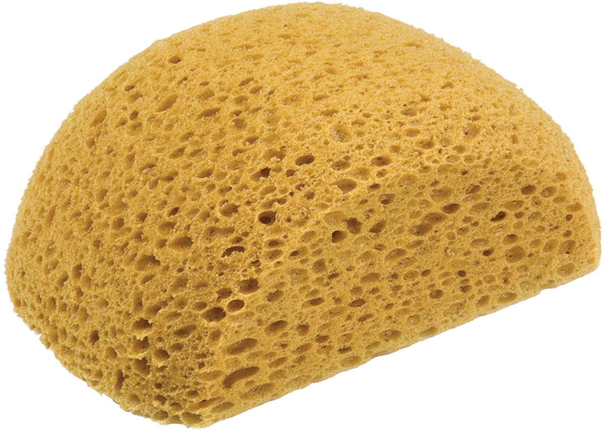 Turtle Back