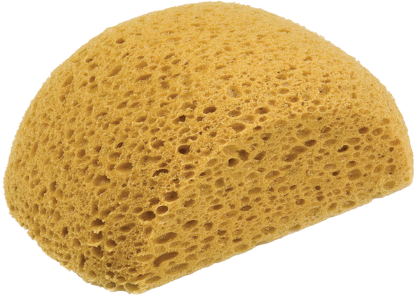 Turtle Back